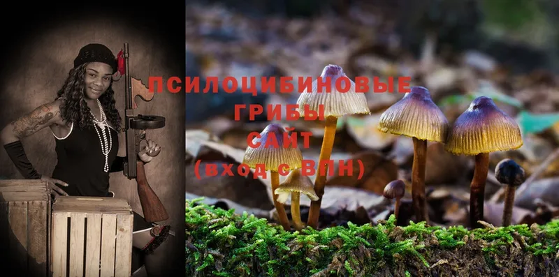 Псилоцибиновые грибы Psilocybine cubensis  наркошоп  Сольцы 